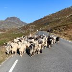 Goats of Valdresflye - Cycle Norway Goats of Valdresflye