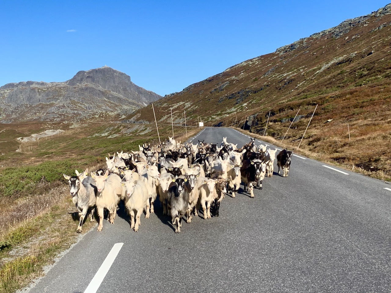 Goats of Valdresflye - Cycle Norway Goats of Valdresflye