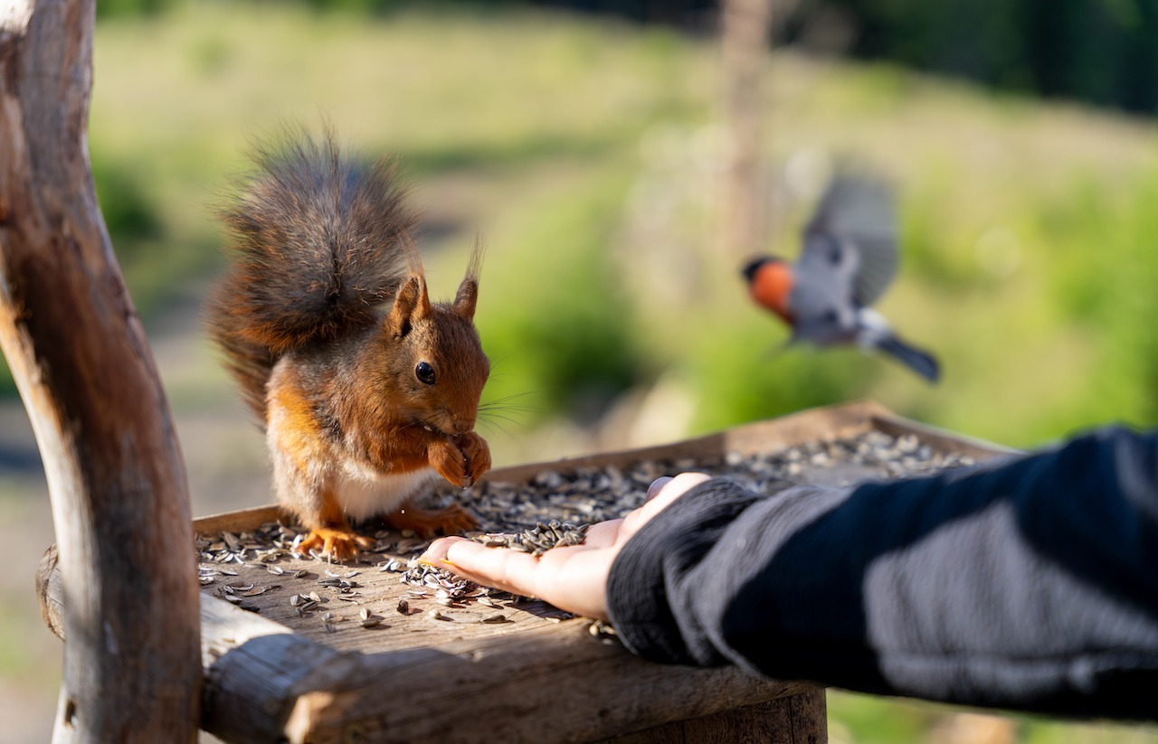 Tree Top Hut - feeding the squirrel and bird-Hans Haug - Visit Innlandet