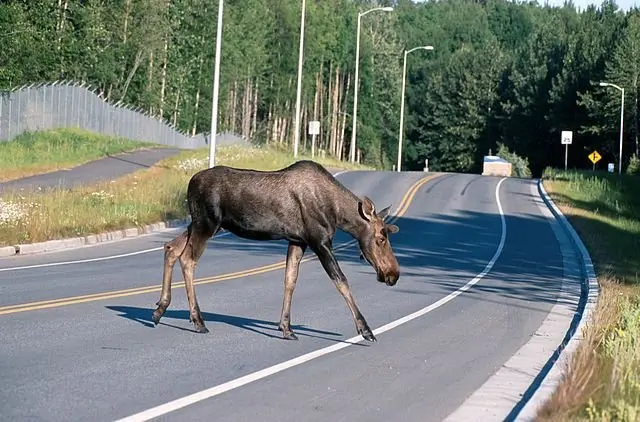 - Sykle Norge elgvei