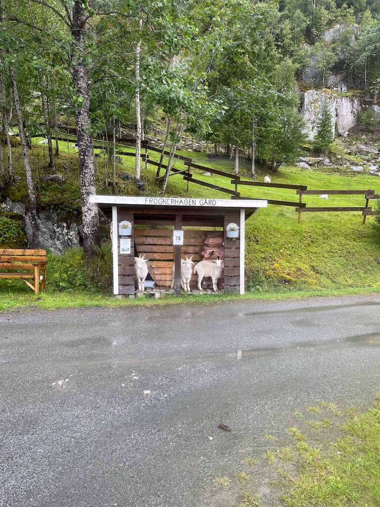 IMG_4866 - Cycle Norvège